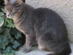 brazilian_shorthair_20211210_1768171469
